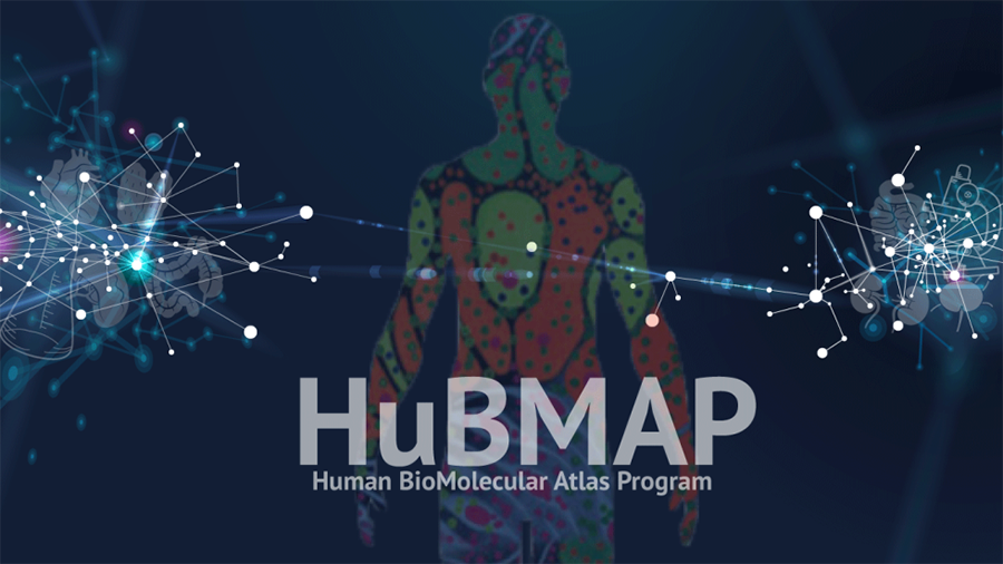 An outline of a human body is shown in multiple colors, like a map, against a blue background.