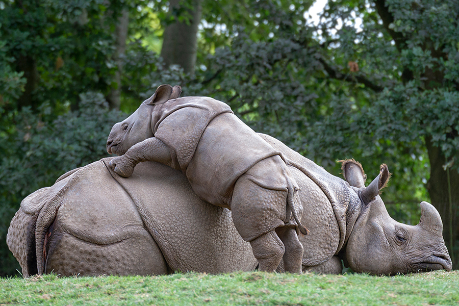 A baby rhinoceros climbs on the back of what is presumably its mother, which is lying down.